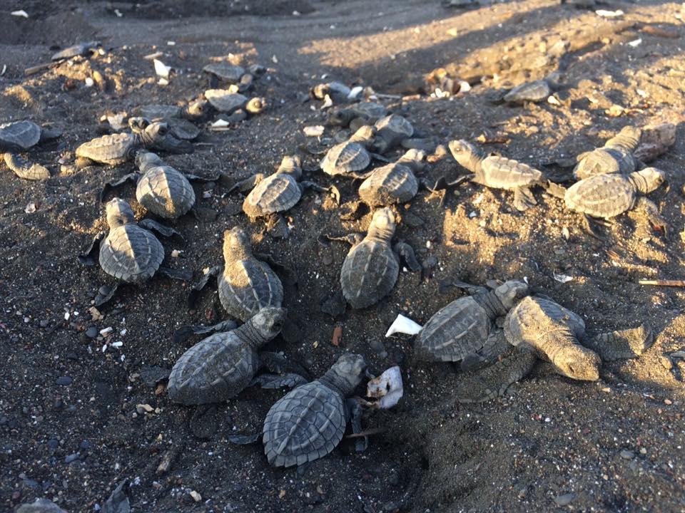 Cabinas Arribadas Ostional Wildlife Refuge Exterior foto